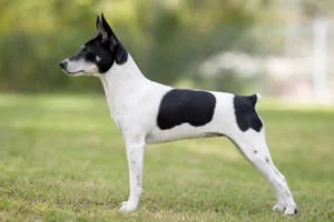 Rat Terrier — White & Black coat
