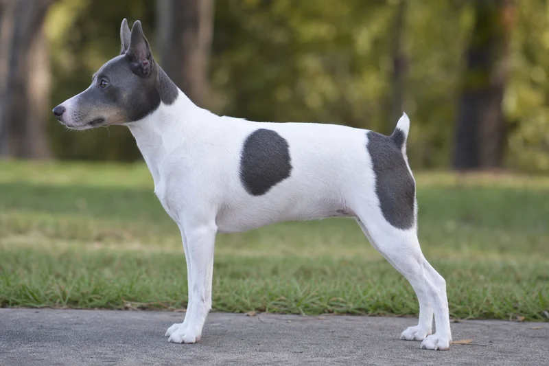 Rat Terrier — White & Blue coat