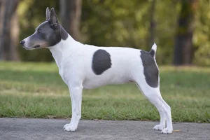 Rat Terrier — White & Blue coat