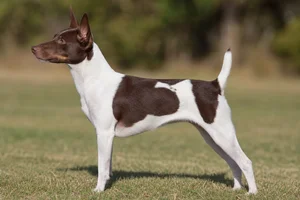 Rat Terrier — White & Chocolate coat