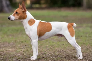 Rat Terrier — White & Red coat