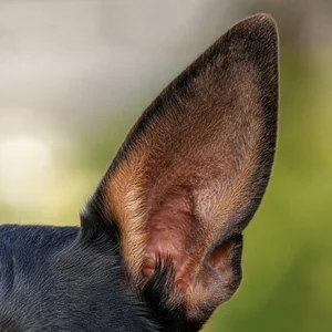 Rat Terrier — ears