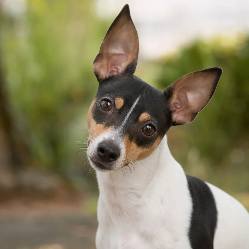 Rat Terrier — alert