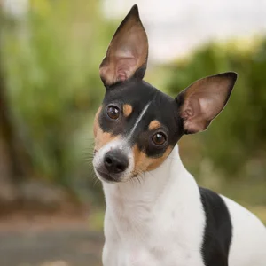 Rat Terrier — alert