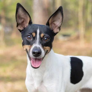 Rat Terrier — happy