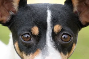 Rat Terrier — eyes