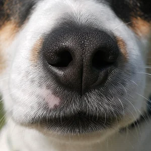 Rat Terrier — nose