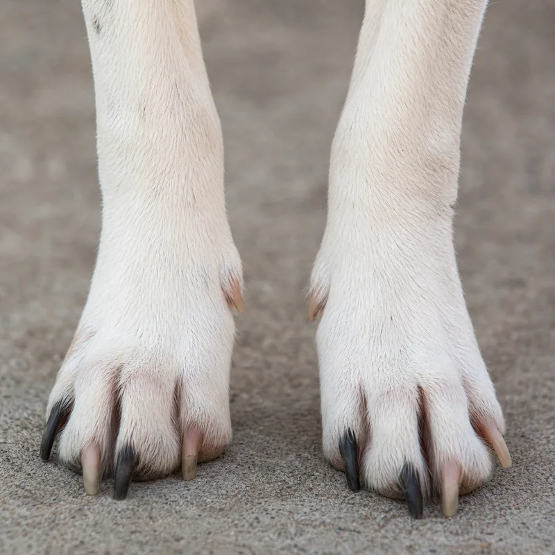 Rat Terrier — paws