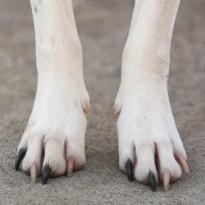 Rat Terrier — paws