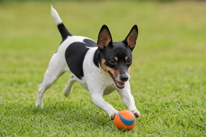 Rat Terrier — playing