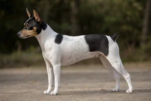 Rat Terrier dog