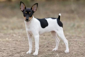 Rat Terrier — puppy (~4 mo)