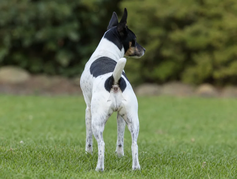 Rat Terrier — rear