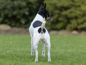 Rat Terrier — rear