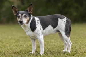 Rat Terrier — senior