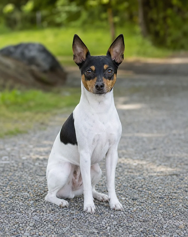 Rat Terrier — sitting
