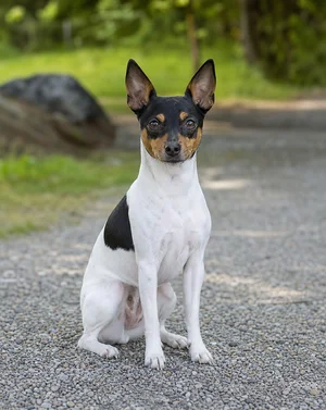 Rat Terrier — sitting