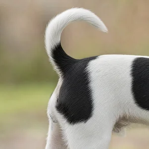Rat Terrier — tail