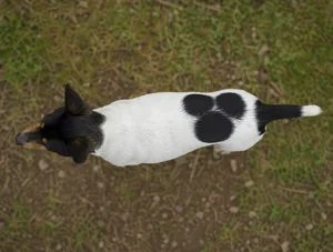 Rat Terrier — top