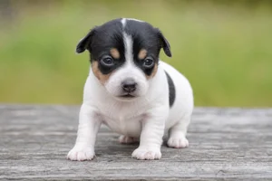 Rat Terrier — young puppy (~1 mo)