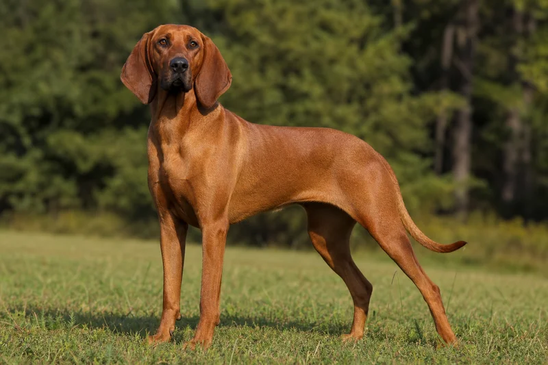Redbone Coonhound — adult