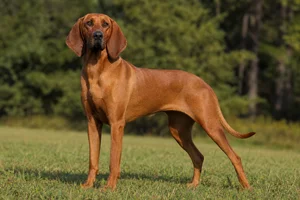 Redbone Coonhound — adult