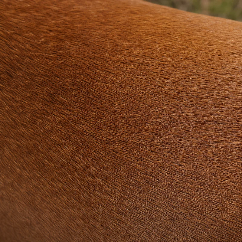Redbone Coonhound — coat texture