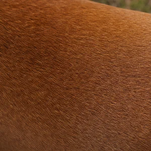 Redbone Coonhound — coat texture