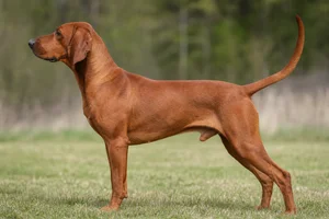 Redbone Coonhound — Red coat