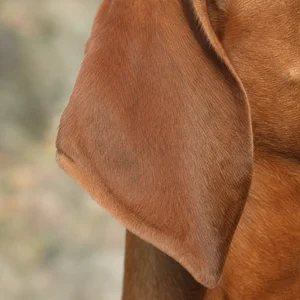 Redbone Coonhound — ears