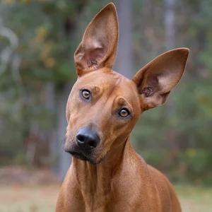 Redbone Coonhound — alert