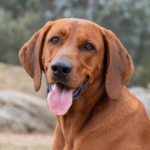 Redbone Coonhound — happy
