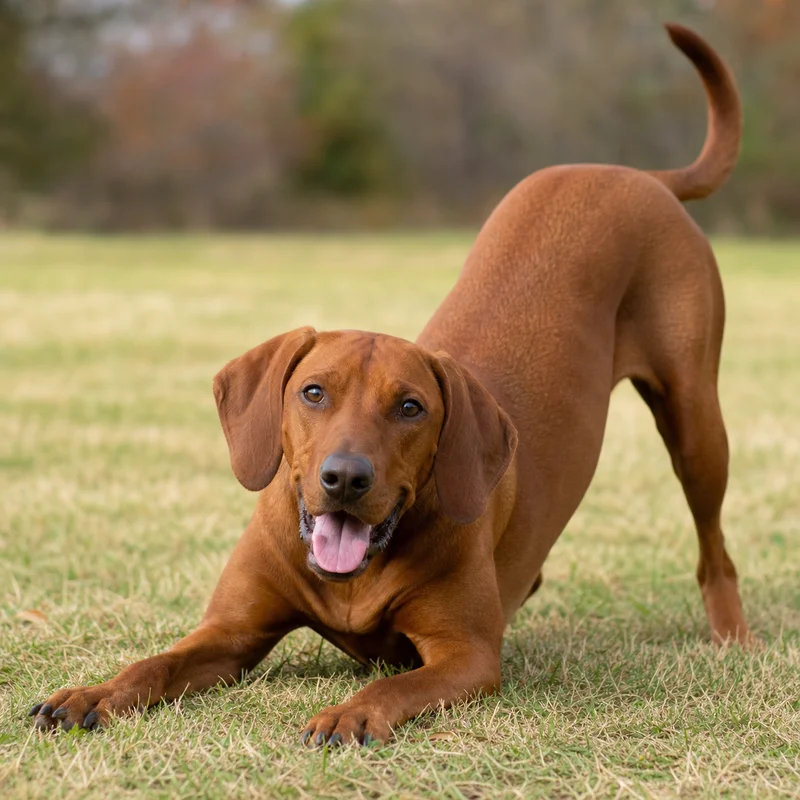 Redbone Coonhound — playful