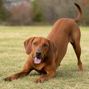 Redbone Coonhound — playful