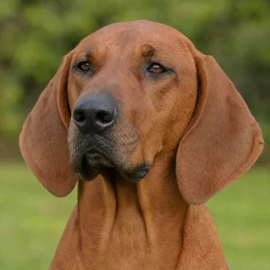 Redbone Coonhound — relaxed