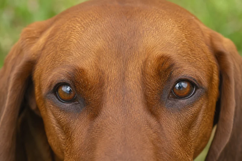 Redbone Coonhound — eyes