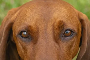 Redbone Coonhound — eyes