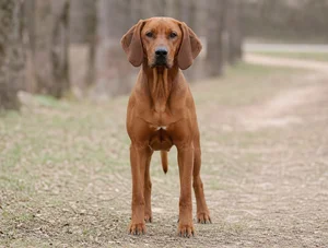 Redbone Coonhound — front