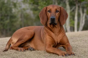 Redbone Coonhound — lying down