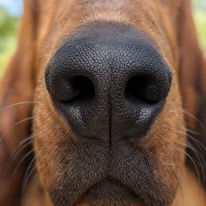 Redbone Coonhound — nose