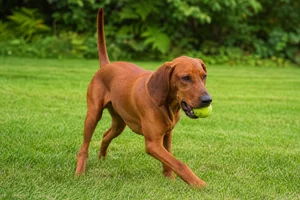 Redbone Coonhound — playing