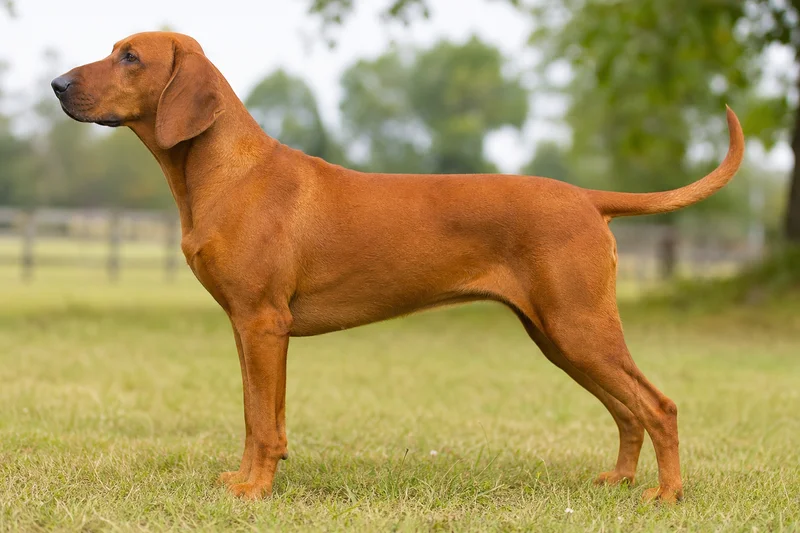 Redbone Coonhound — side