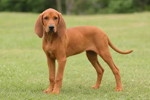 Redbone Coonhound — puppy (~4 mo)