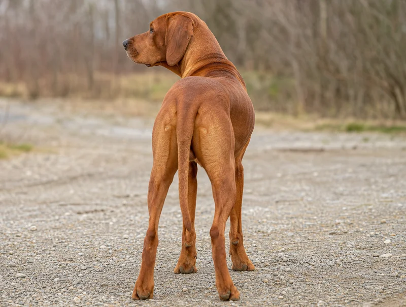 Redbone Coonhound — rear