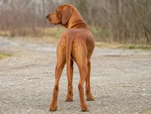 Redbone Coonhound — rear