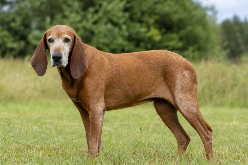 Redbone Coonhound — senior