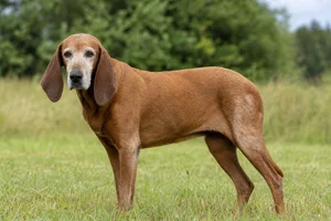 Redbone Coonhound — senior