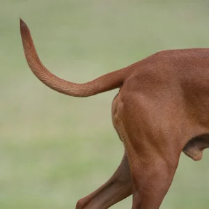 Redbone Coonhound — tail