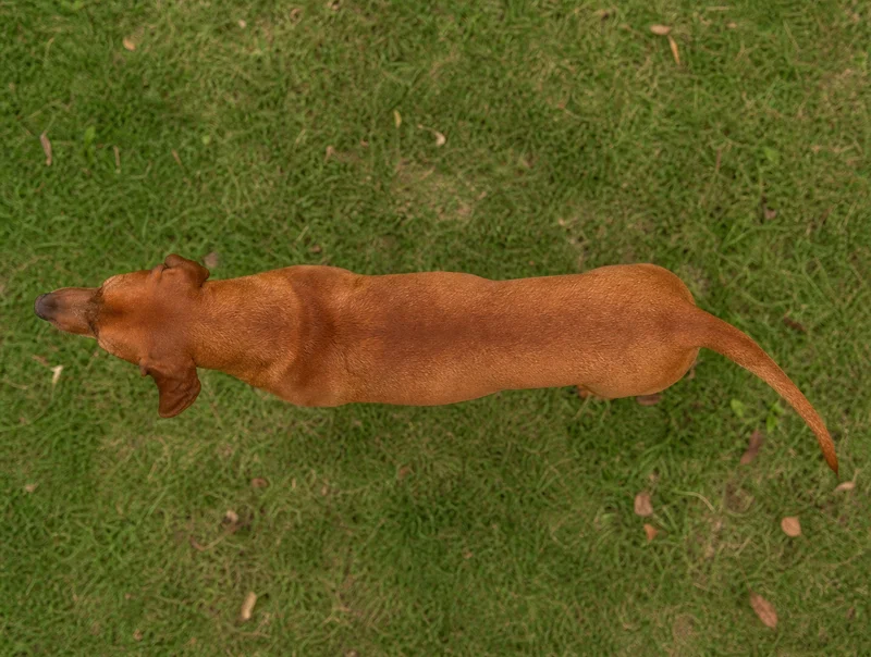 Redbone Coonhound — top