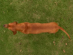 Redbone Coonhound — top